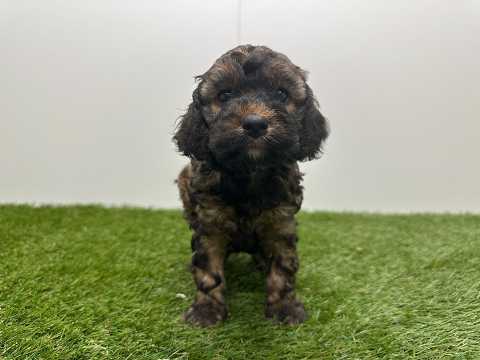 Video van Cockapoo Vrouwelijk Bicolor - PUP-ID 010725020 | Dierenhof Debrabandere