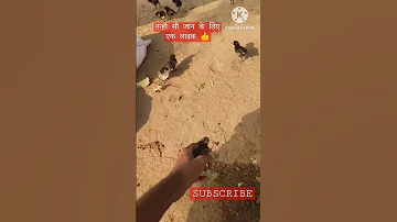 नन्ही सी जान 😍😍 #shorts #viral #chiken #cute