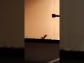 Cobra my nerdy sons bearded dragon