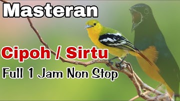 Masteran Cipoh/Sirtu_sangat mudah ditiru@rmbfchannel ‼️