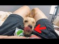 Playing cute dogs with treats.【Dachshund】