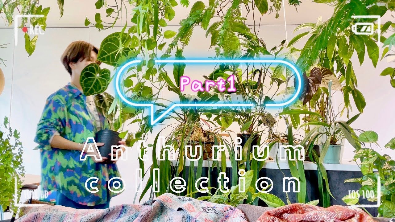 【原種アンスリウム①】特集/アンスリウムの魅力/アロイド/観葉植物/ボタニカルライフ/관엽 식물/gardening