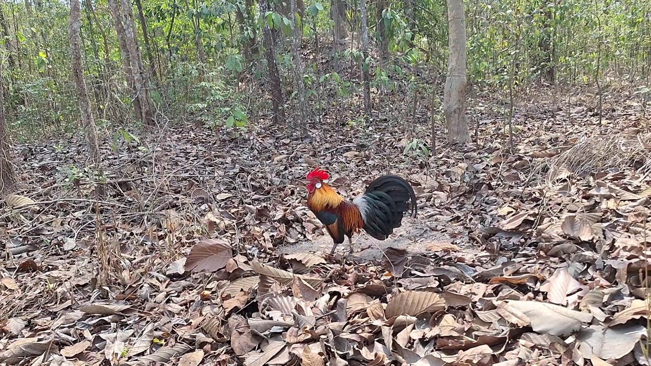 สารคดีไก่ต่อ ep.3