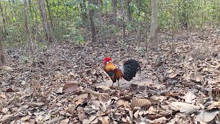 ไก่ต่อ ไก่หนุ่มเข้า ไก่ใหม่ยังไม่มีชื่อ !! เหล่าเพชฌฆาต