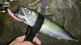 Скумбрия и тёмный на воблеры. Морская рыбалка во Владивостоке