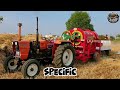 Ultimate Wheat Harvest! Tractor &amp; White Thresher in Full Power | Satisfying Farming Process