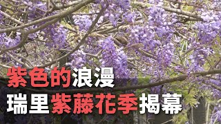 瑞里賞紫藤花瀑23處景點美如仙境【央廣新聞】