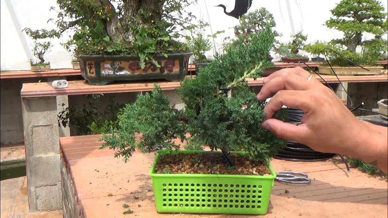 Bonsai Zero Sonare - Primer modelado moyogi