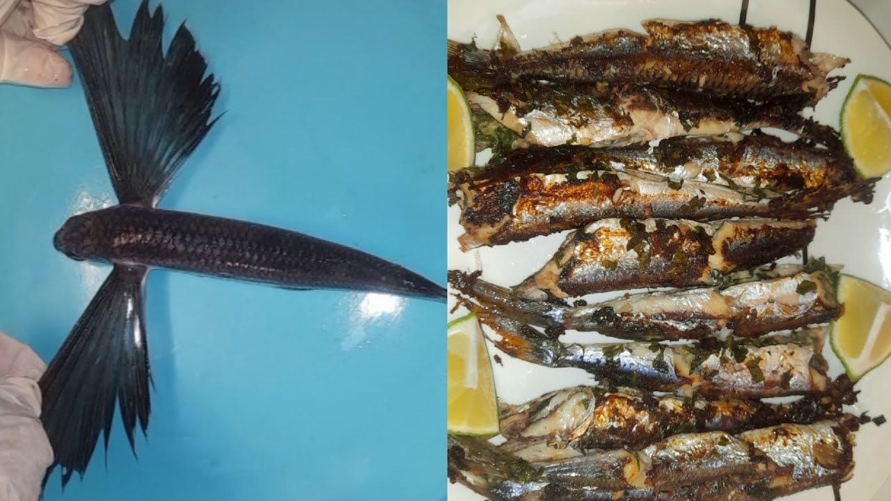 وصفة بسيطة و شهية  للسمك الطائر  recette simple et delicieuse du poisson volant ou exocet 