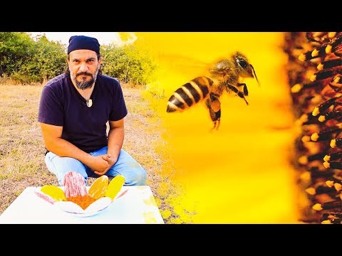 Polenləri arılara qidalandırmaq - inanılmaz məlumatlar
