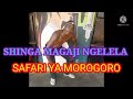 SHINGA MAGAJI NGELELA SAFARI YA MOROGORO BY LWENGE STUDIO Mp3 Song