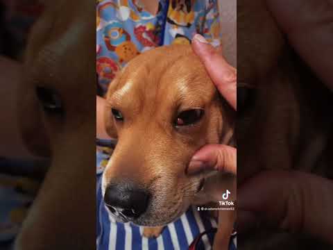 Video: Co je Cherry Eye u zvířat?
