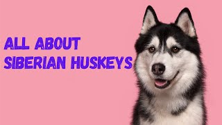 ALL ABOUT SIBERIAN HUSKEYS 101 by PetMastery 27 views 5 months ago 6 minutes, 39 seconds