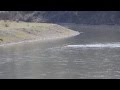 Grizzly #399 Snake River crossing Grand Teton National Park