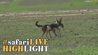 Angry gazelle mother chases off hungry jackal!