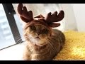 Try Not To Laugh - Funny cat, animal videos Compilation