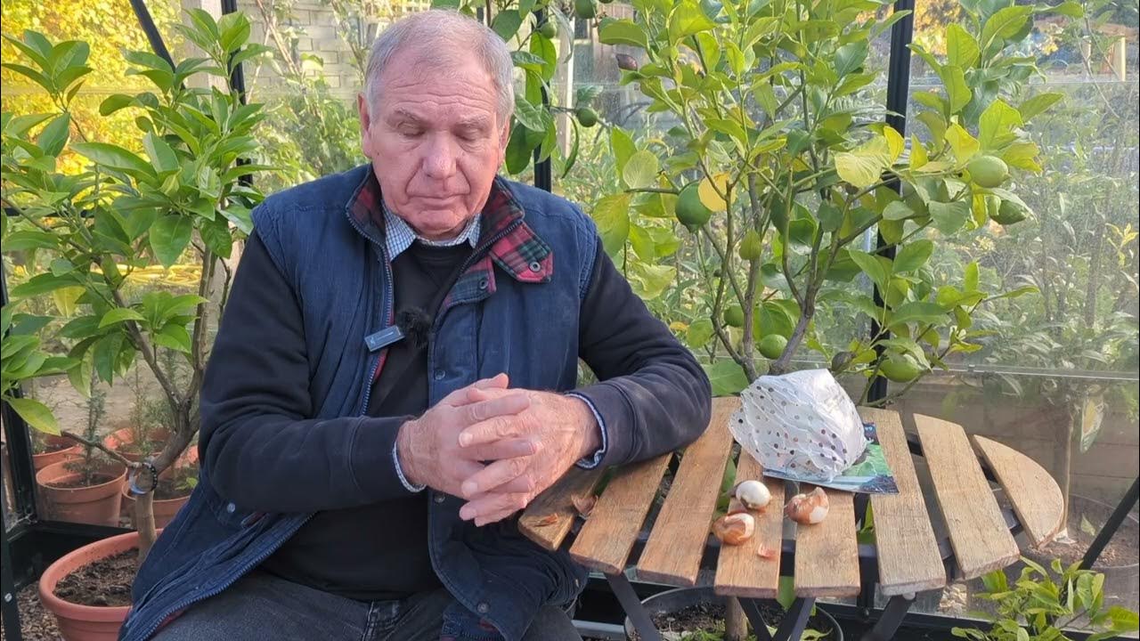 How do I protect my tulips from squirrels and other pests? www.garden