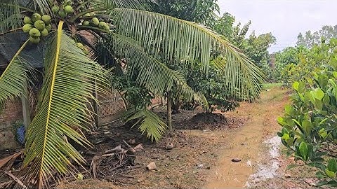 Tập 4210 : Anh Lâm cần tiền bán rẻ mảnh vườn trái cây đủ loại xum xuê giá 690 triệu xã long hưng