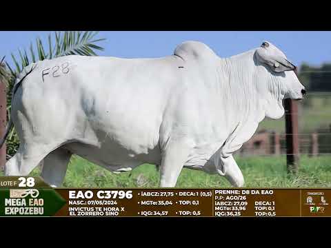 LOTE F28