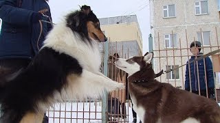 Нижневартовские школьники построили площадку для выгула собак Нижневартовские школьники построили площадку для выгула собак
