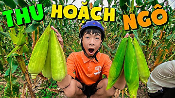 Thái Chuối | Cuộc Thi Bẻ Ngô Đi Bán - Trẻ Trâu Bị Troll