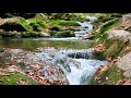 Ruisseau dans la fort son relaxant et apaisant de la nature