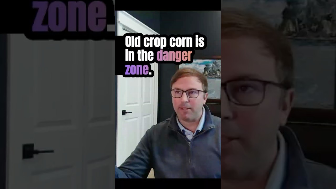 Кукуруза старого урожая таит в себе больше рисков, чем вы думаете — вот почему. 