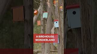 How to Solve a Bug Problem—with Birdhouses