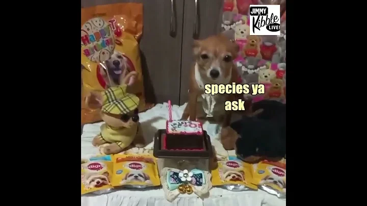 DOG BIRTHDAY CAKE!! #shorts #dog #funny