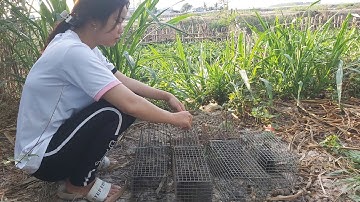 Bẫy chuột cống nhum - em gái miền tây thăm bẫy chuột khu sậy bỏ hoang