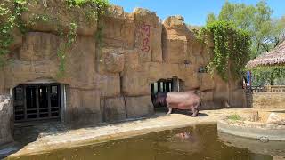 瀋陽森林動物園，河馬刷牙Hippo getting their teeth brushed at Shenyang Zoo