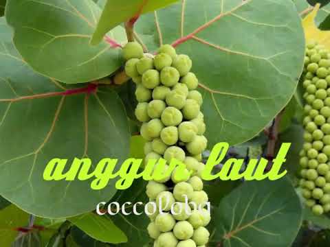 Video: Anggur Pantai