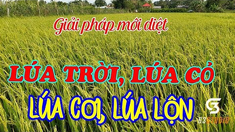 CÁCH DIỆT LÚA TRỜI, LÚA CỎ, LÚA CƠI, LÚA LỘN | Nông Nghiệp TV 83