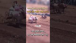 बक्या डॉन आणि सर्जा गट पास 🔝#bailgadasharyat #bakasur #बकासुर #mathur #shorts #trending #live