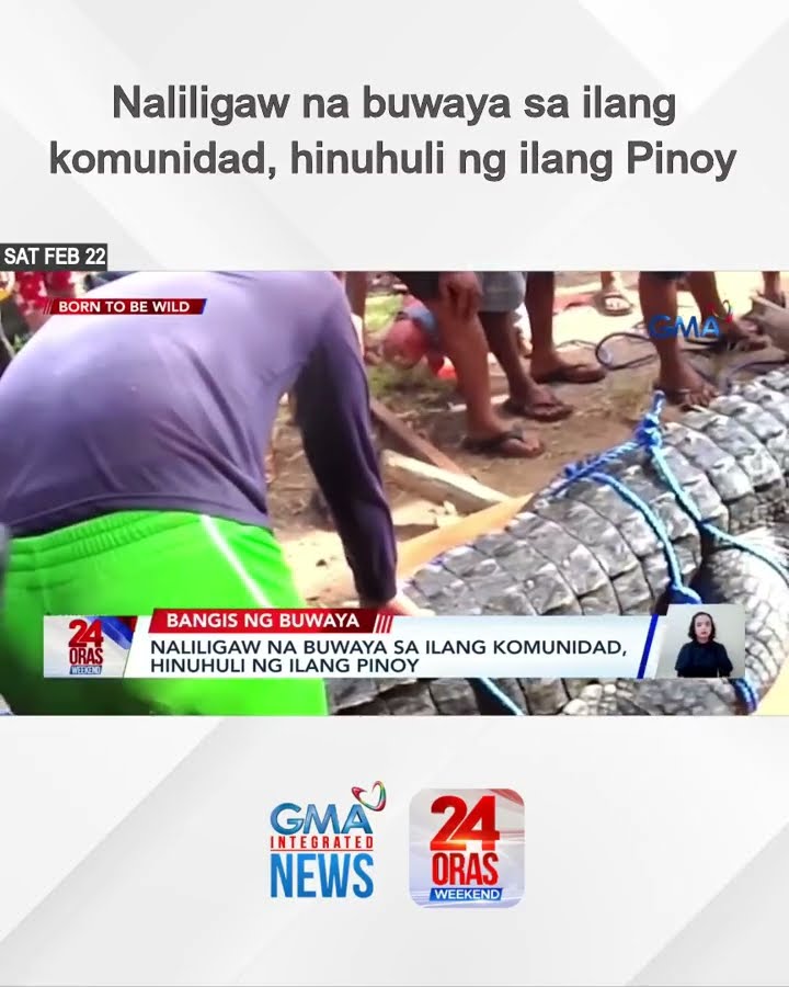 Naliligaw na buwaya sa ilang komunidad, hinuhuli ng ilang Pinoy | 24 Oras Weekend