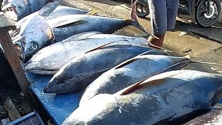 Live ‼️ Cutting Fresh Yellowfin Tuna