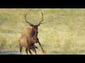 Elk Rut - bull chasing cow elk