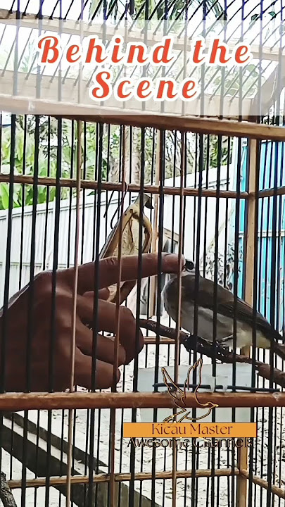 dilatih terus biar galak!!! #hobi #burung #muraibatu #hobiburung #trucukan #trucuk #trucukantarung