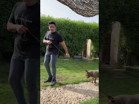 الفرق مبين البيتبول والروت