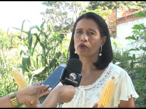ESCOLA ALTINA DE PAULA PRODUZ ALIMENTOS PARA REFORÇAR MERENDA ESCOLAR