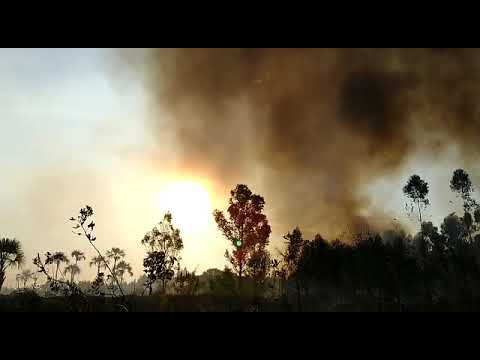 Incêndio florestal na Ponte Alta do Gama mobiliza bombeiros