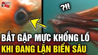 Đoàn thám hiểm 'SỬNG SỐT' phát hiện 'MỰC KHỔNG LỒ' khi đang 'THĂM DÒ' đáy biển | Tin 3 Phút