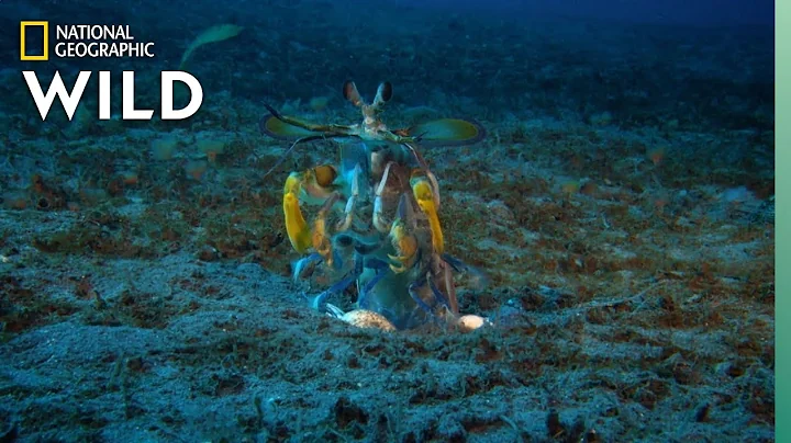 Mantis Shrimp vs Octopus | Ocean Fight Night - DayDayNews