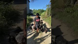 LIBRE ANG PACK WALK by Supero Dog Farm 502 views 3 weeks ago 3 minutes, 43 seconds