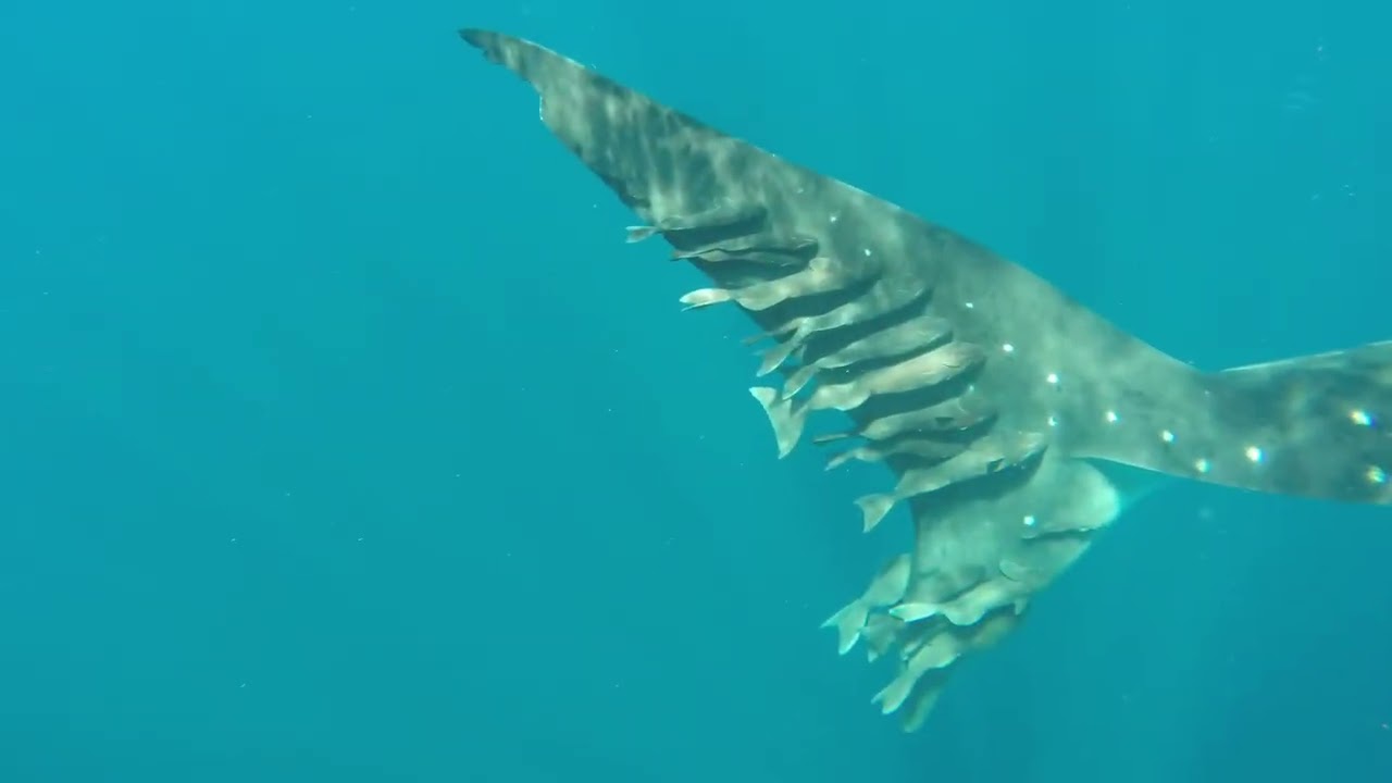 Whale Shark  , St Helena