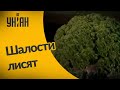 В Британии лисята тайком пробрались во двор к людям