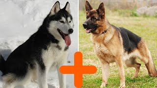 8 Most Popular German Shepherd Mixes by Top Dog Videos 242 views 2 years ago 10 minutes, 46 seconds