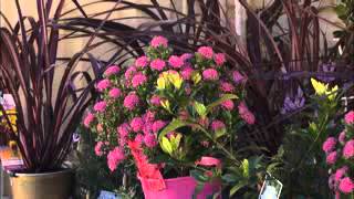 The Garden Gurus - Establish a water saving garden