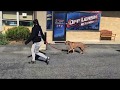 Quakertown Dog Trainers ||| OLK9 Lehigh Valley ||| 5 Month Old Rhodesian Ridgeback, Axel Quakertown Dog Trainers ||| OLK9 Lehigh Valley ||| 5 Month Old Rhodesian Ridgeback, Axel