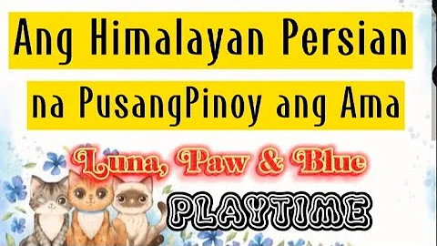 Video 2066881: persian himalayan kittens, cute himalayan persian, persian lovely cute kitten